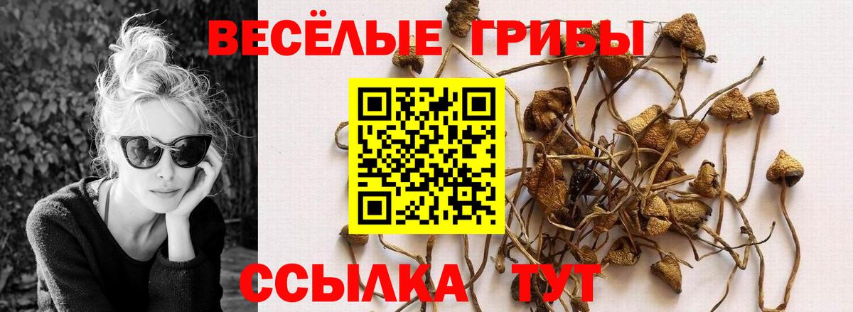 Борзя  Псилоцибиновые грибы Psilocybine cubensis  Вход с VPN 